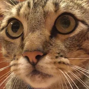 Meet your Posher, Lisa